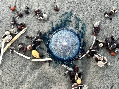 Article featured image