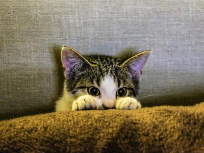 Article featured image