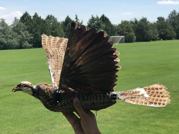 Article featured image