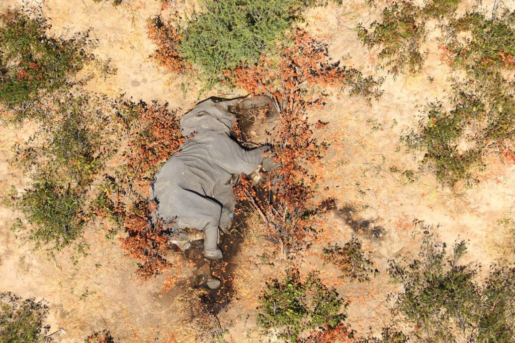 200702091518-restricted-03-botswana-elephants-death.jpg