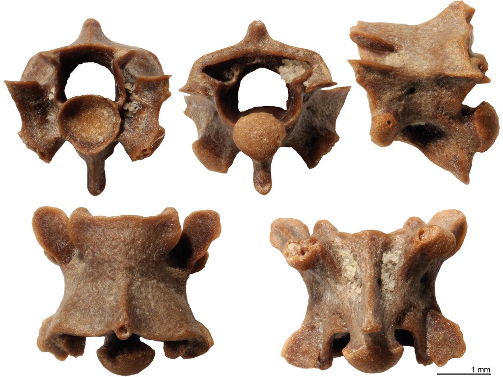 9092631021347.Paradoxophidion richardoweni.jpg