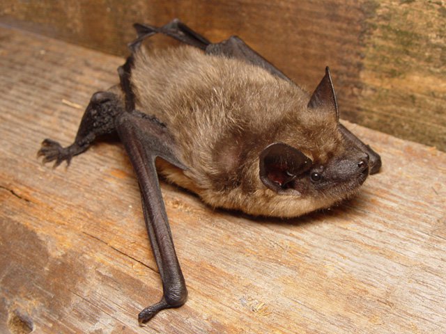 Eptesicus_serotinus.jpg