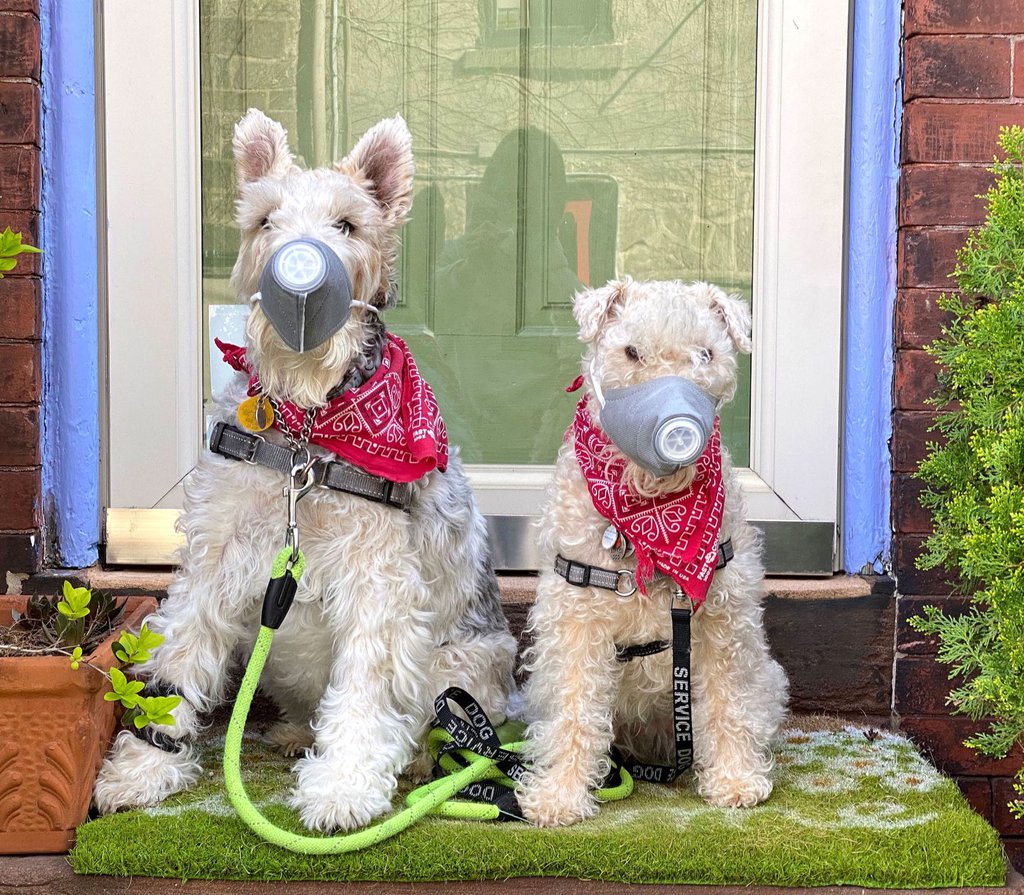 Izzie, left, and Tippi wear ventilated dog masks in Philadelphia on April 6.Sabina Pierce.jpg