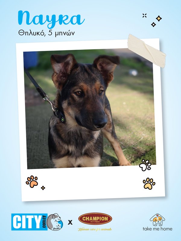 Pets Insta Post 1080x1440-2.jpg