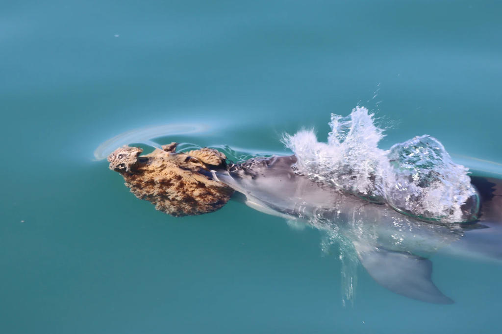 dolphinssponge2.png