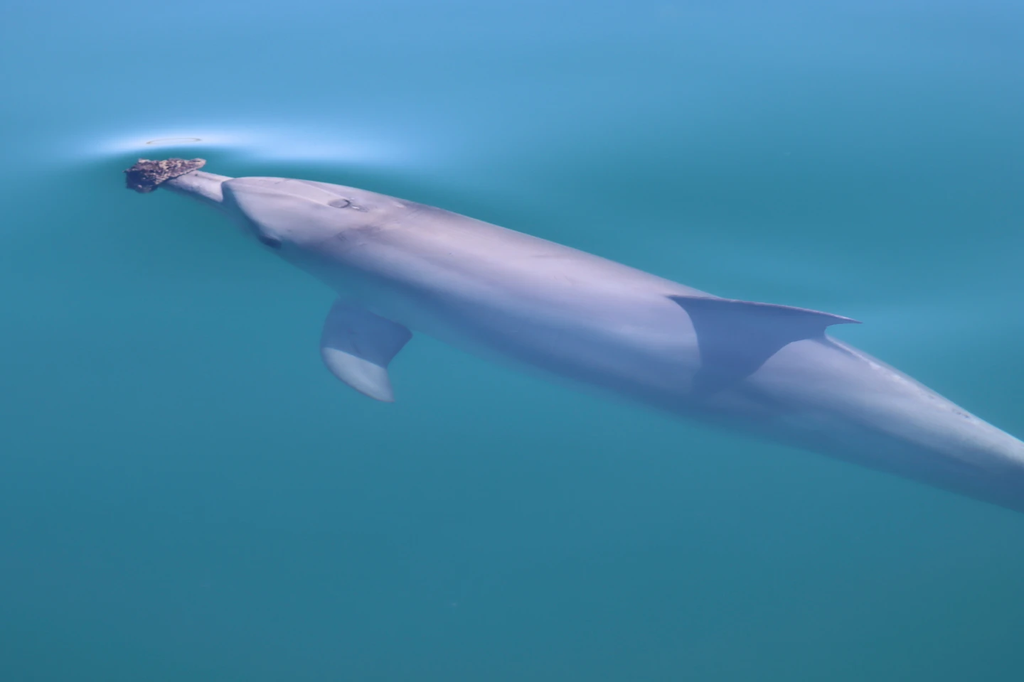 dolphinssponge22.png