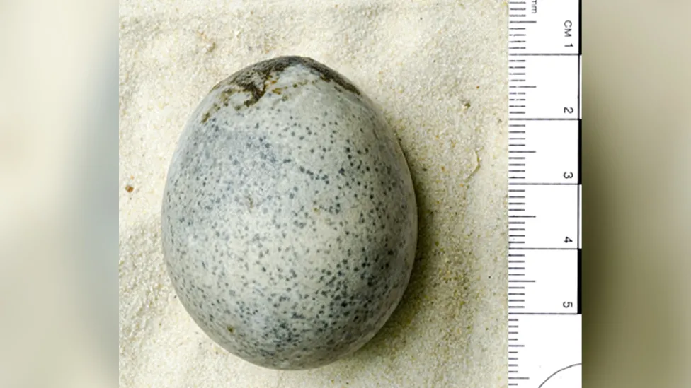 egg17002.png