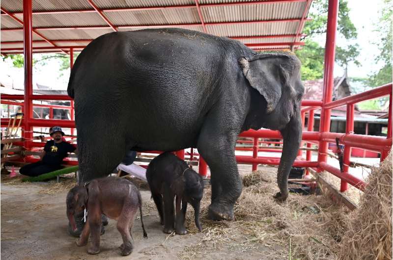 elephants-rarely-give.jpg