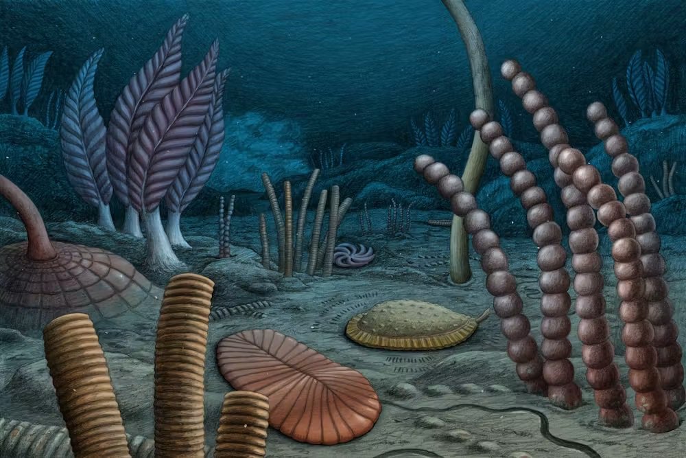 fossils.jpg