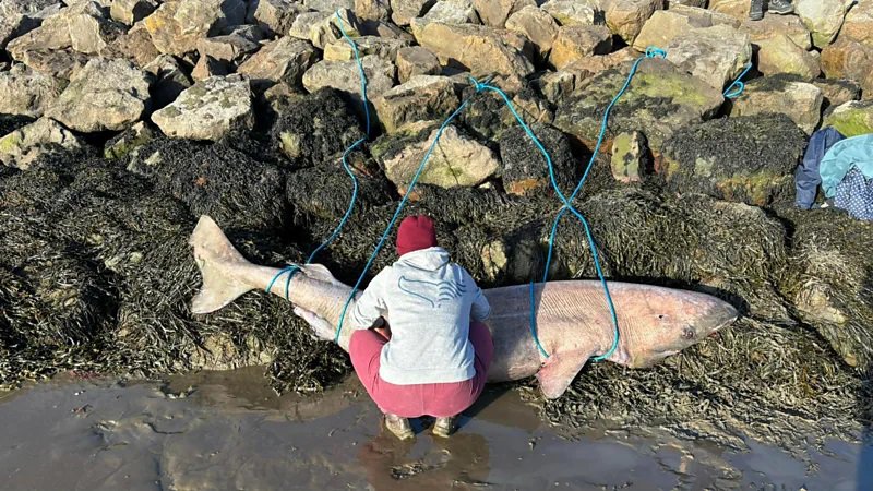greenlandshark.jpg