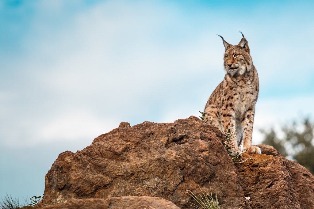 iStock-916269818.jpg