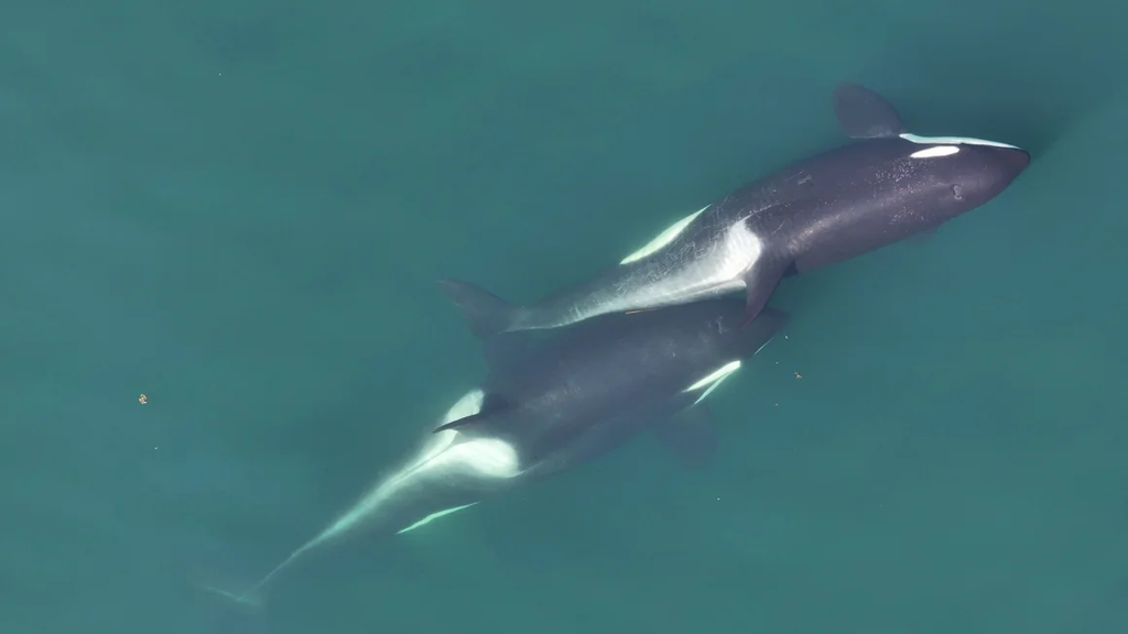 orca.png