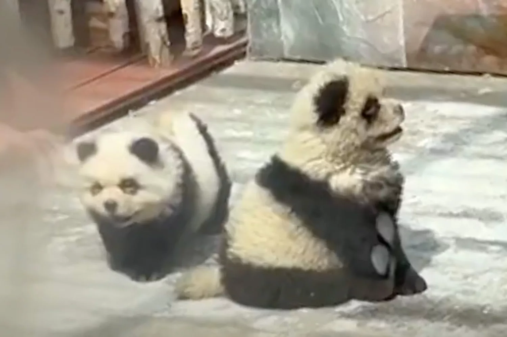 pandadog2.png