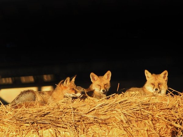 Article featured image