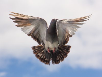 Article featured image