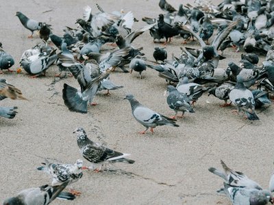 Article featured image