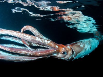 Article featured image