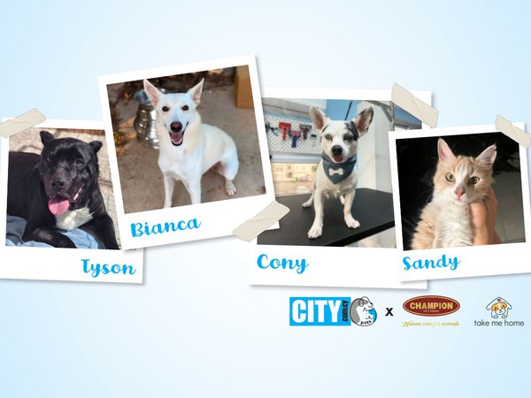 Article featured image