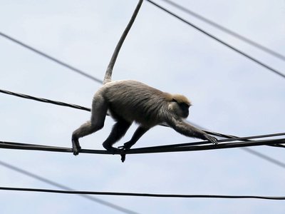Article featured image
