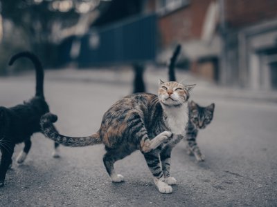 Article featured image