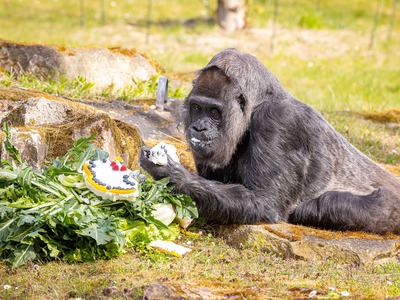 Article featured image