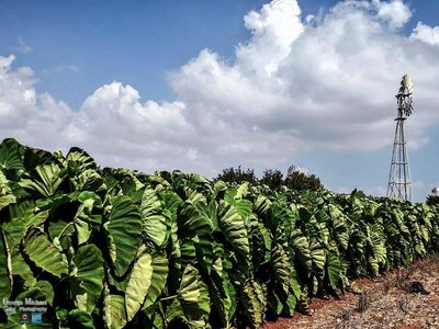 Article featured image