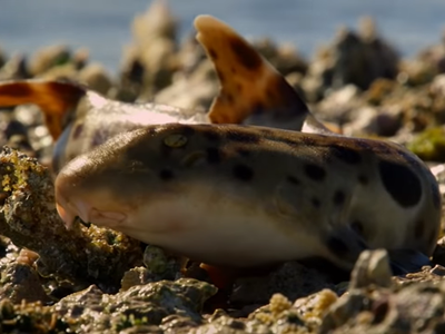 Article featured image