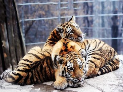 Article featured image