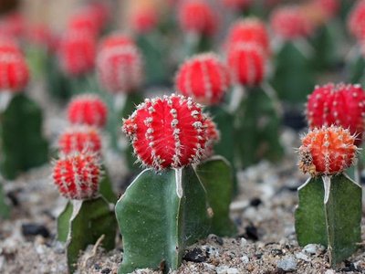 Article featured image