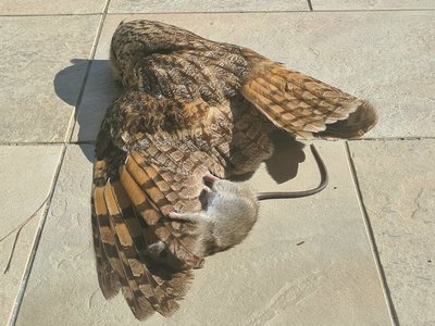 Article featured image