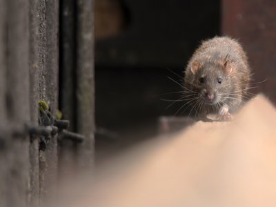 Article featured image