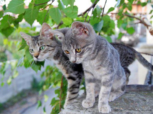 Article featured image