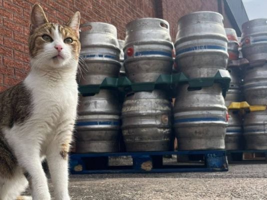 Article featured image