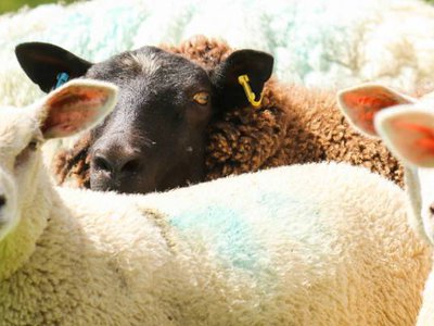 Article featured image