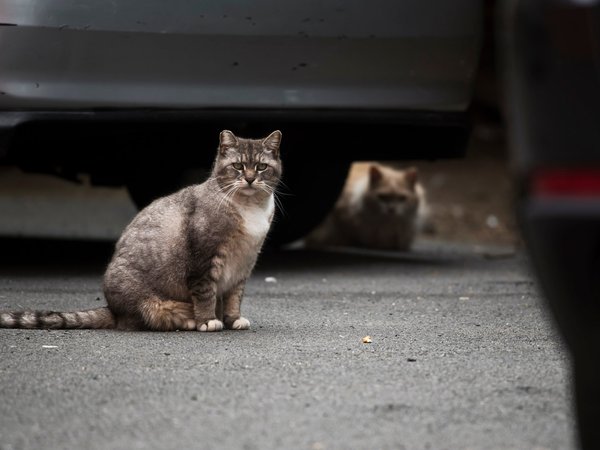 Article featured image