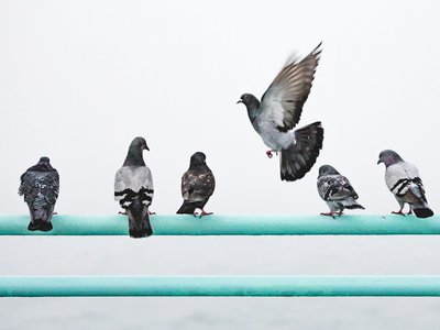 Article featured image