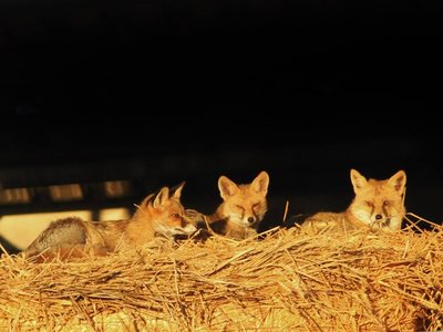 Article featured image