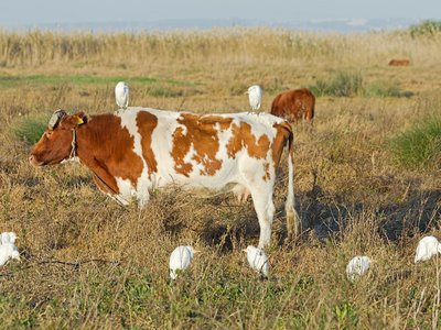 Article featured image