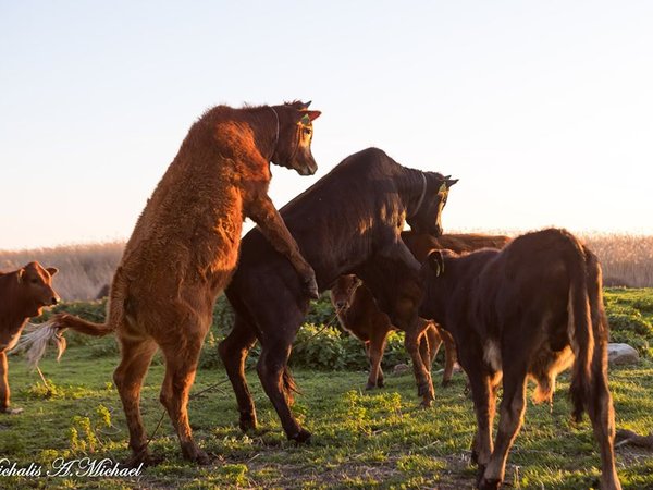 Article featured image