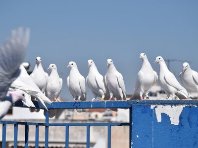 Article featured image