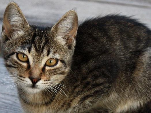 Article featured image