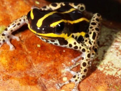 Article featured image