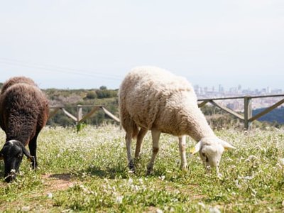 Article featured image