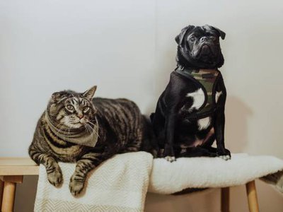 Article featured image