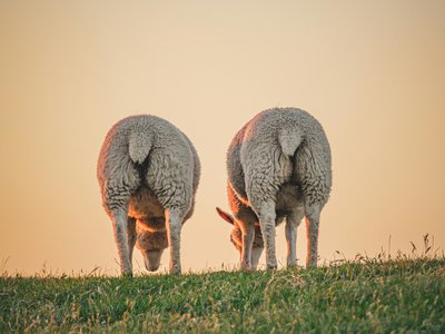 Article featured image