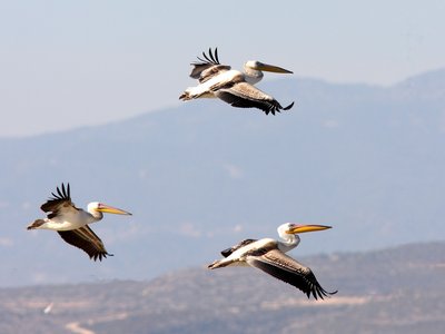 Article featured image