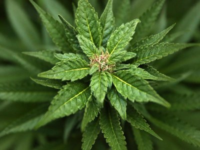 Article featured image