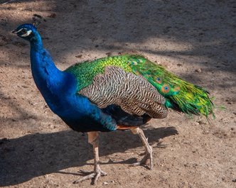 Article featured image