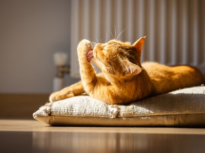 Article featured image