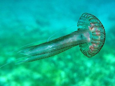 Article featured image